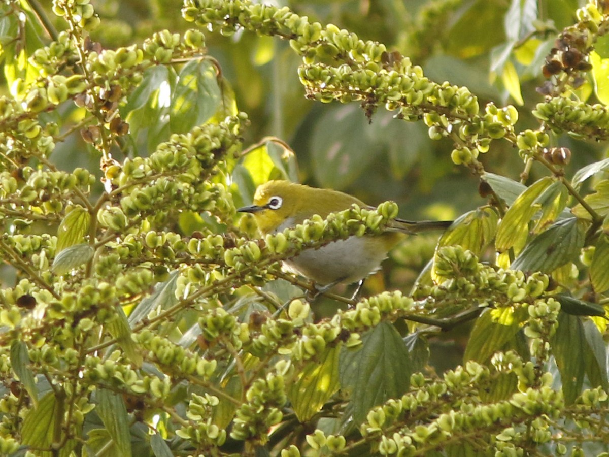 South Pare White-eye - ML396221231