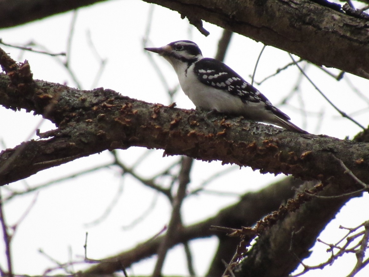 Hairy Woodpecker - ML396221471
