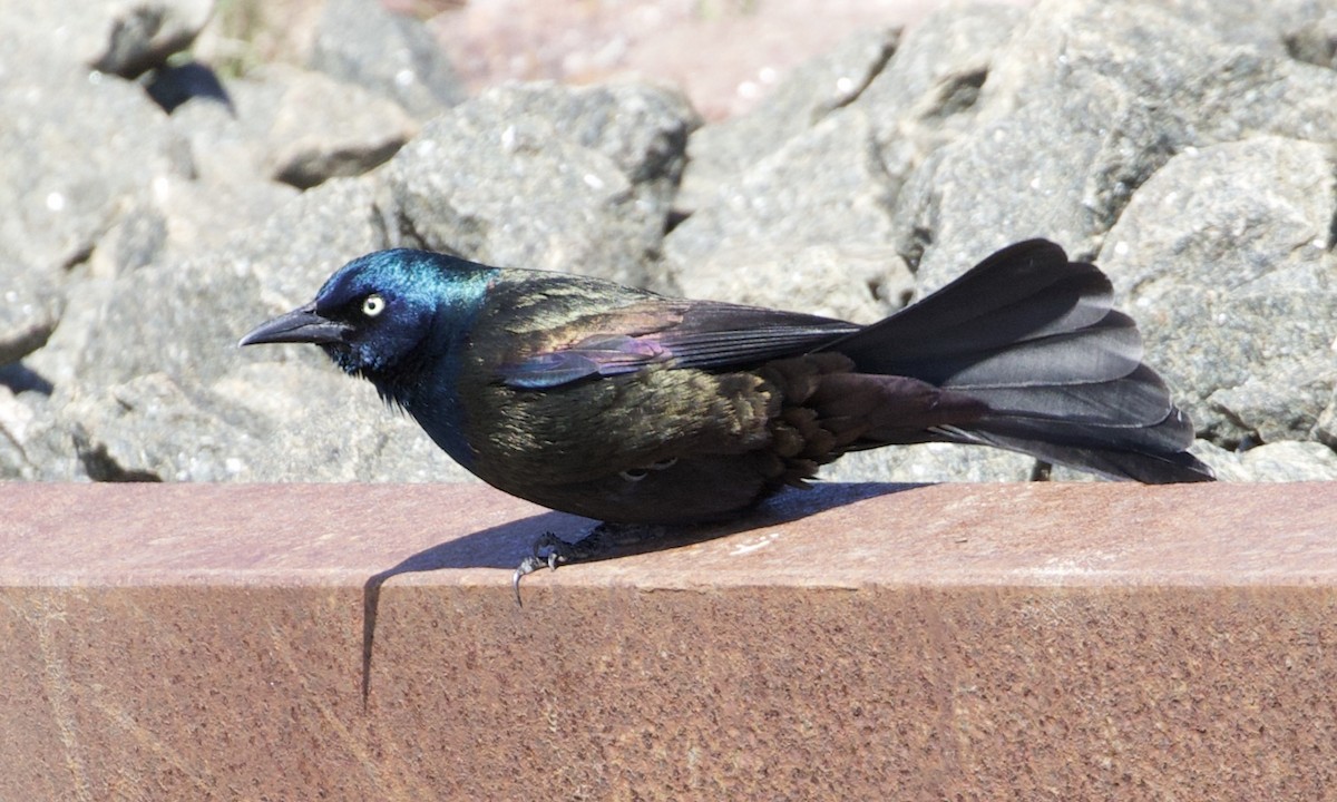 Common Grackle - ML396221521