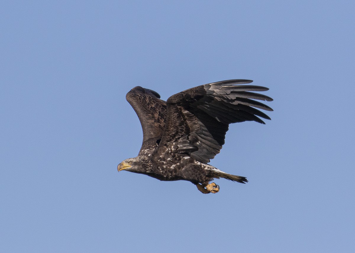 Bald Eagle - Gary Woods