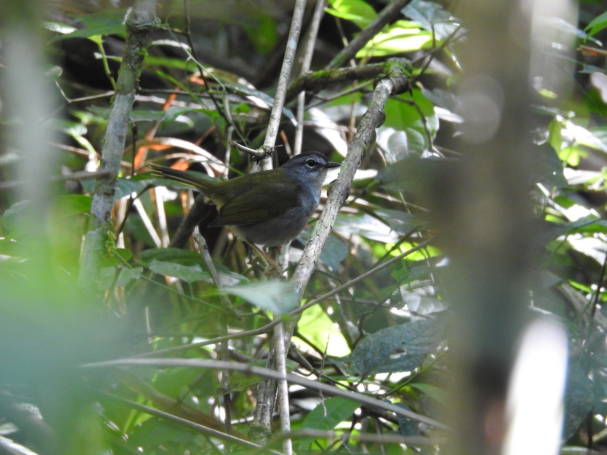 White-browed Warbler - ML396221751