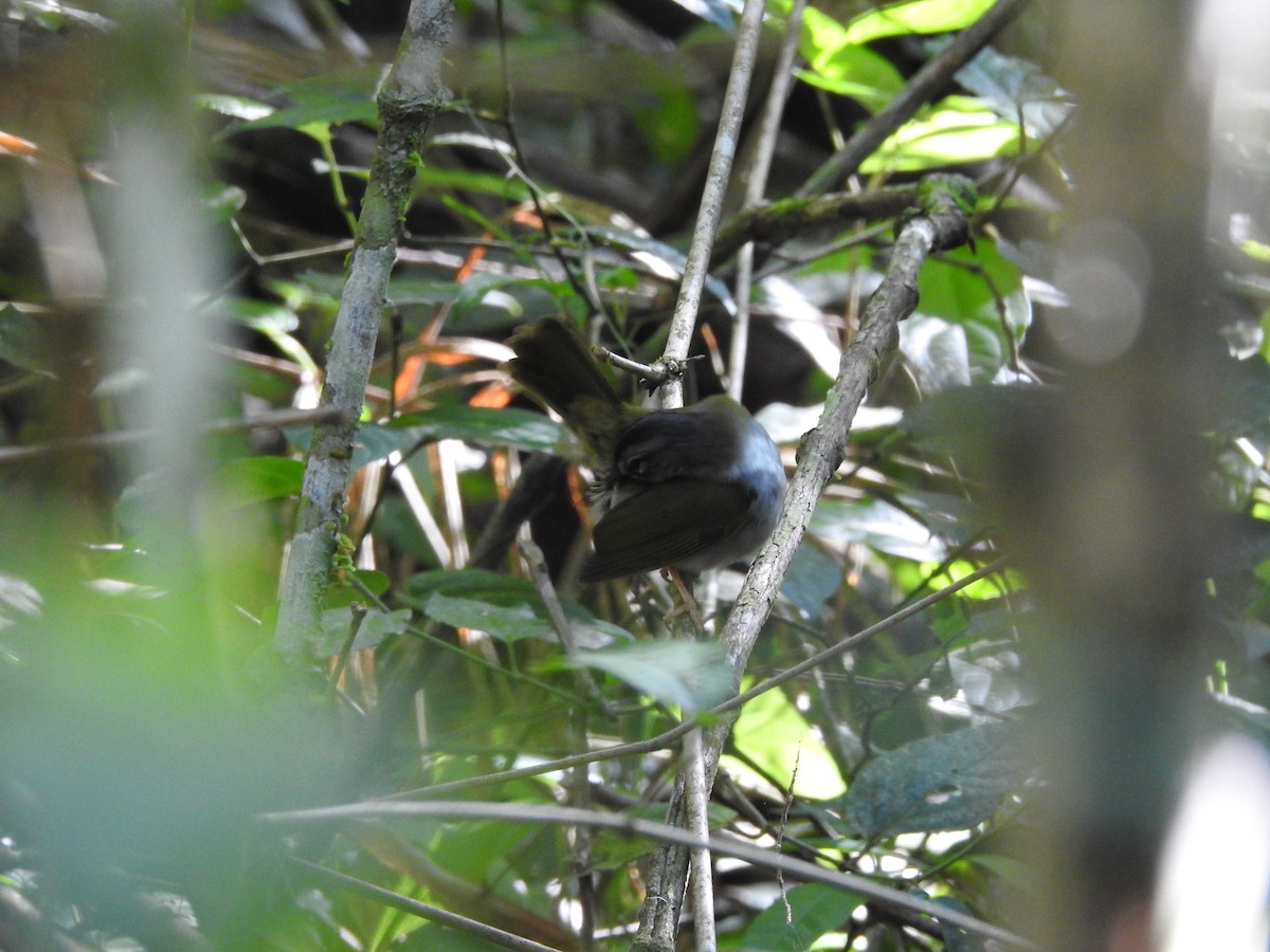 White-browed Warbler - ML396221761