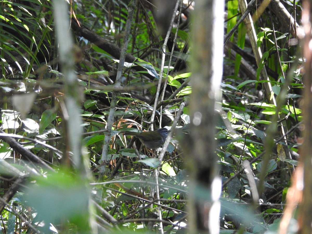 White-browed Warbler - ML396221771