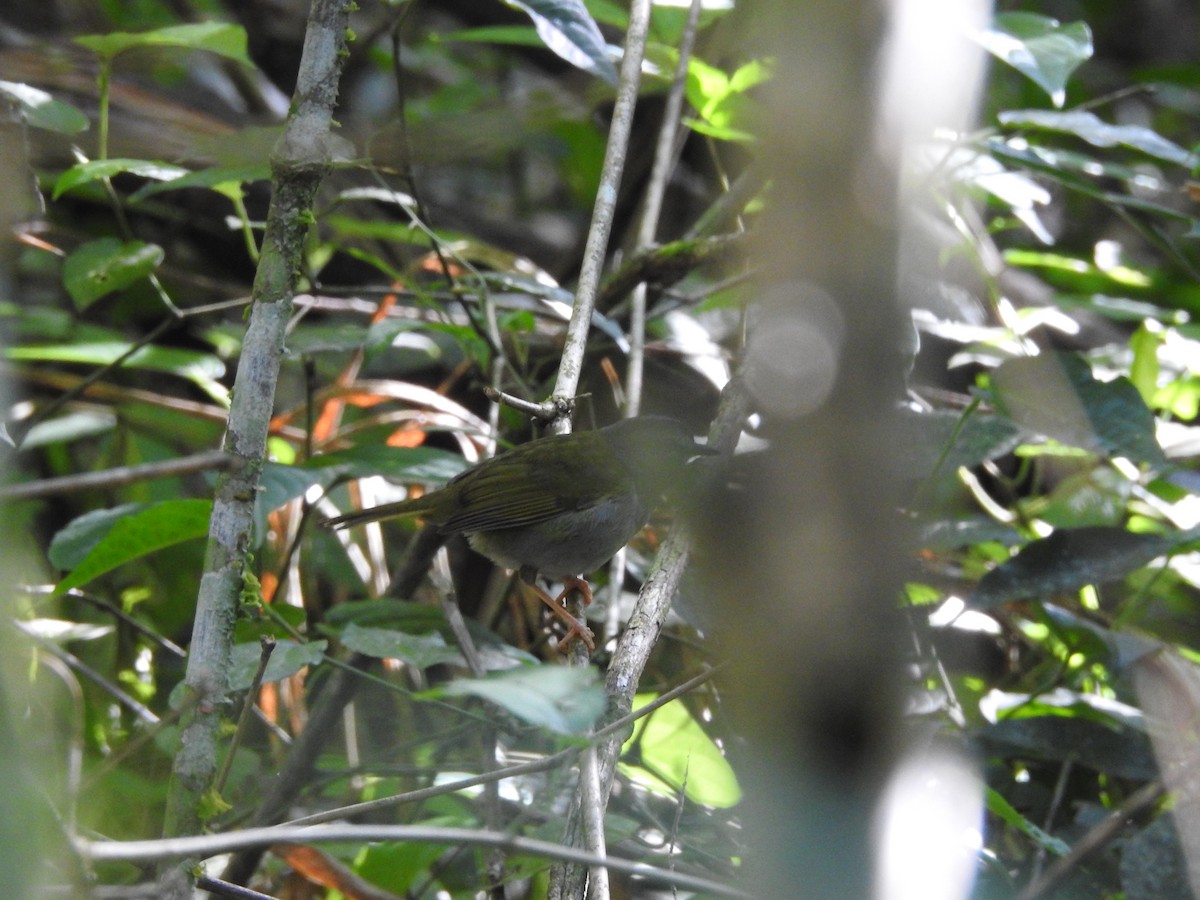 White-browed Warbler - ML396221781