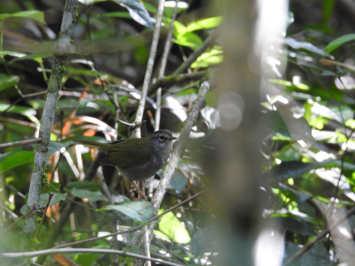 White-browed Warbler - ML396221791