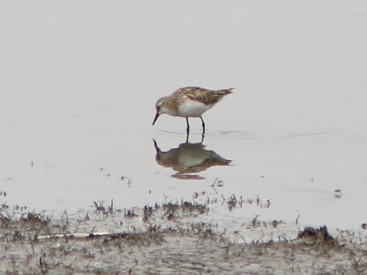 Little Stint - ML396223131