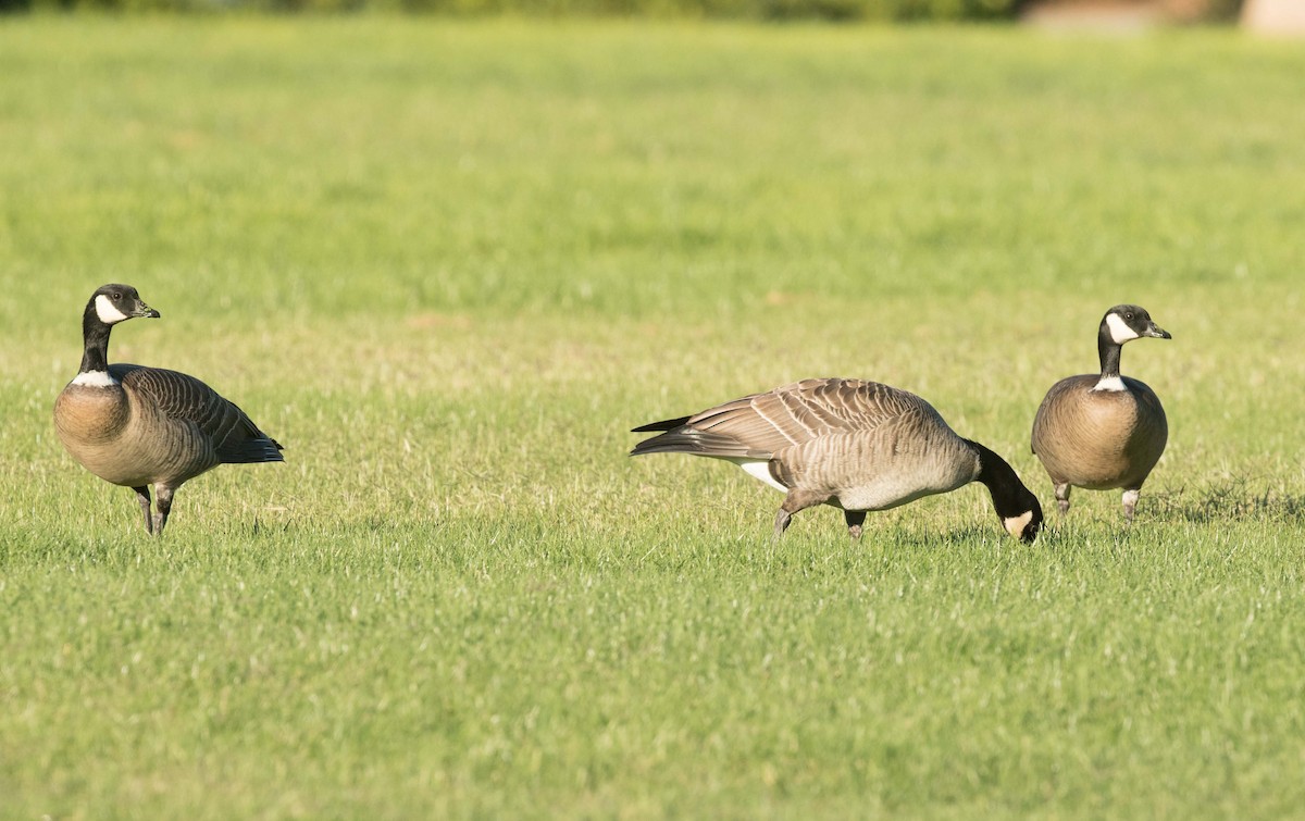 Cackling Goose (Aleutian) - ML39622351