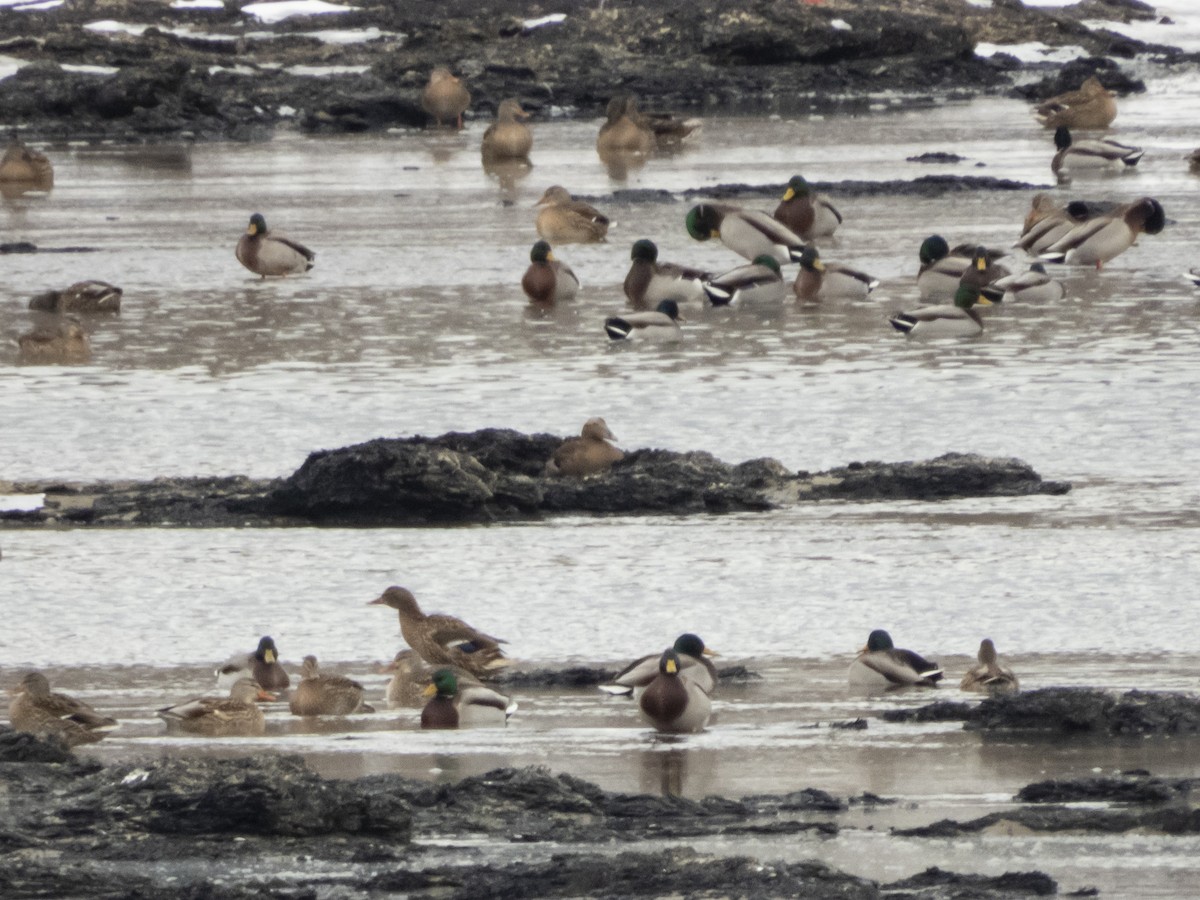 Common Eider - ML396223741