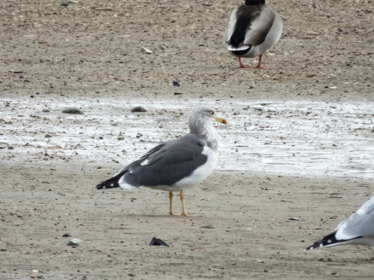 Lesser Black-backed Gull - Jack Lefor