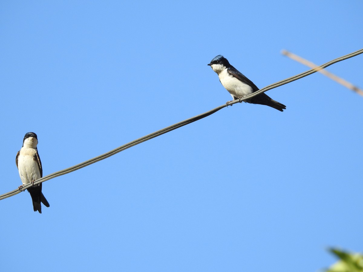 Blue-and-white Swallow - Denise Lourenço