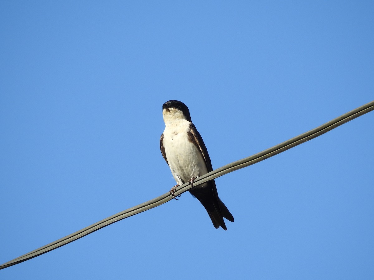 Blue-and-white Swallow - Denise Lourenço