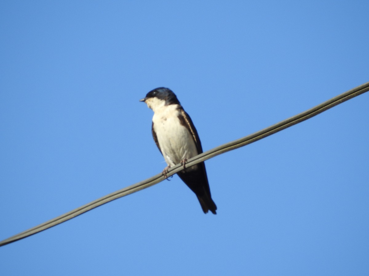 Blue-and-white Swallow - Denise Lourenço