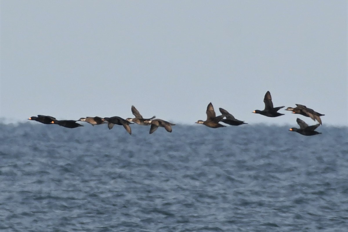 Black Scoter - Tim Metcalf