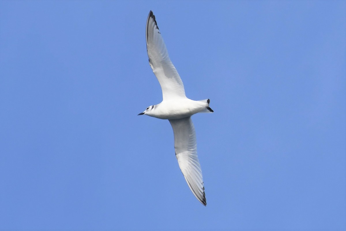 Black-legged Kittiwake - Tim Metcalf