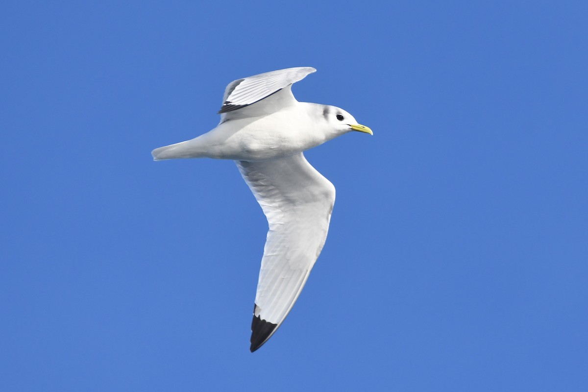 Black-legged Kittiwake - Tim Metcalf