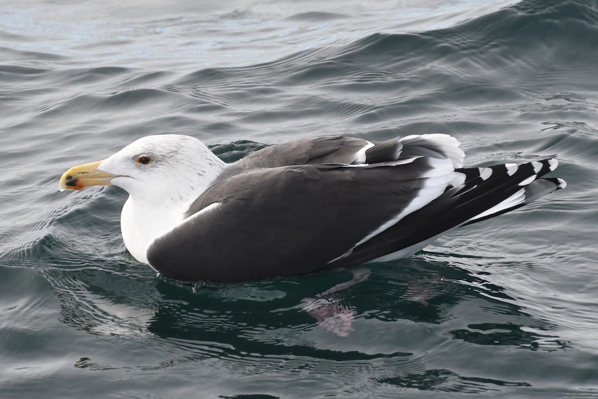 Great Black-backed Gull - Tim Metcalf