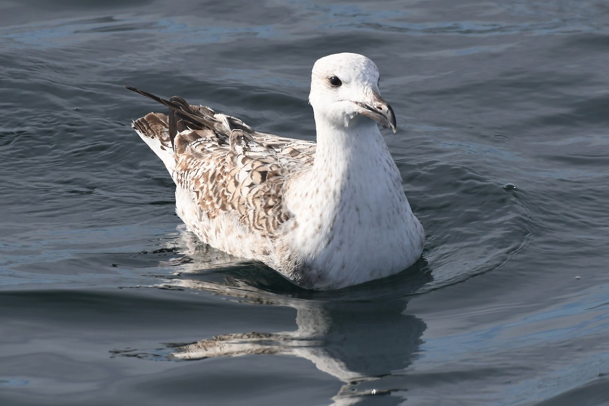 オオカモメ - ML396228481