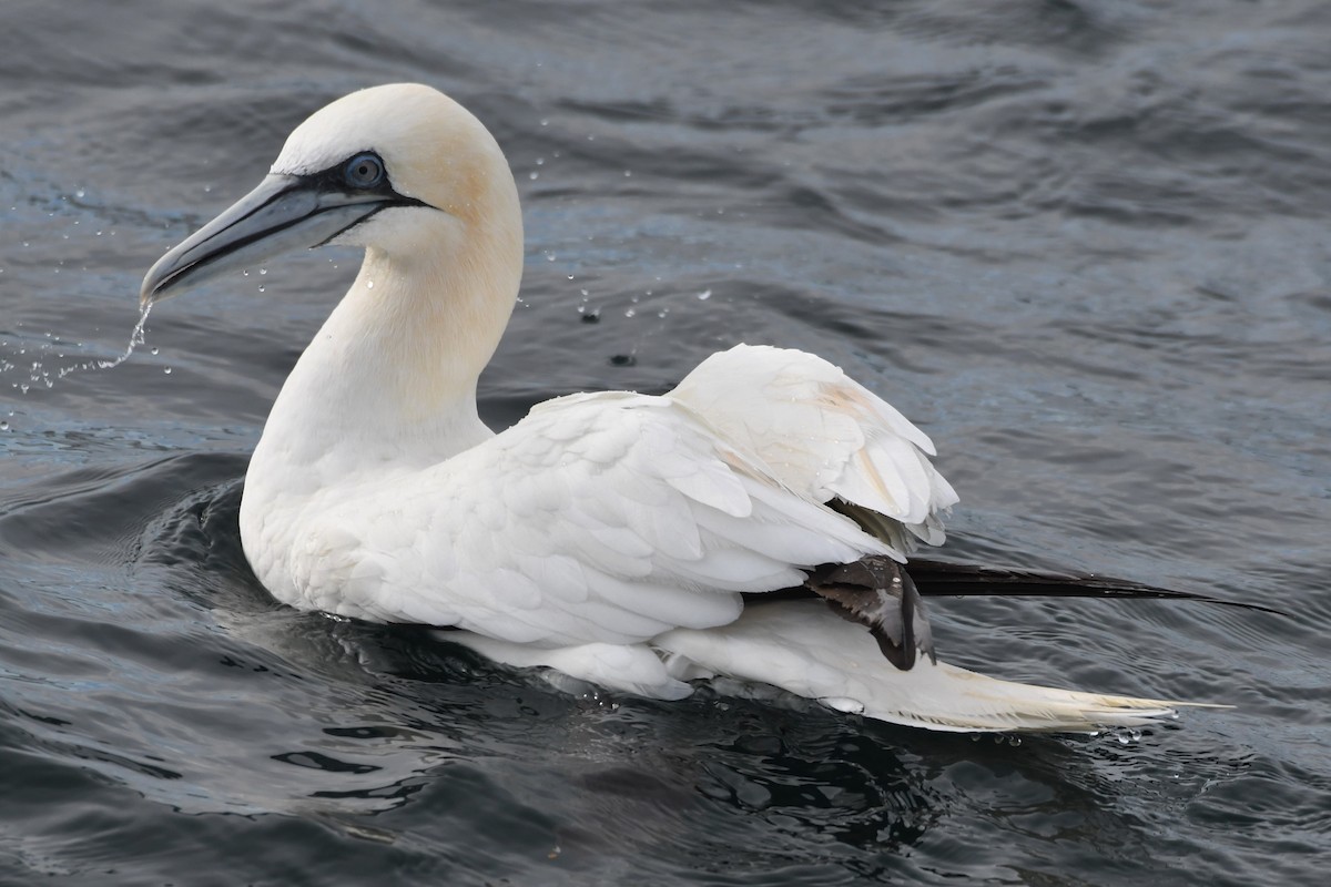 シロカツオドリ - ML396228521