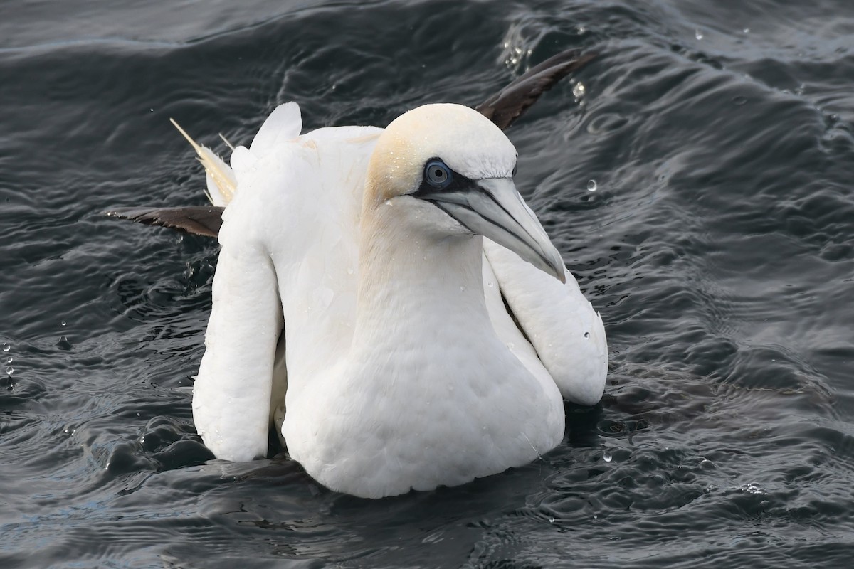 シロカツオドリ - ML396228551