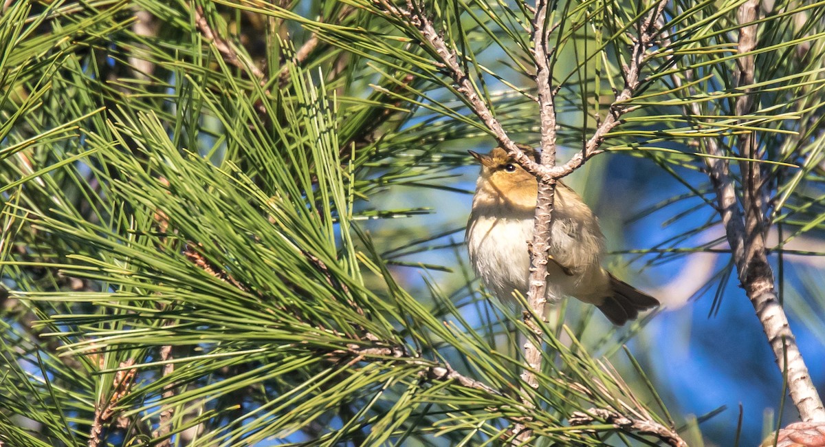 Common Chiffchaff - ML396228771