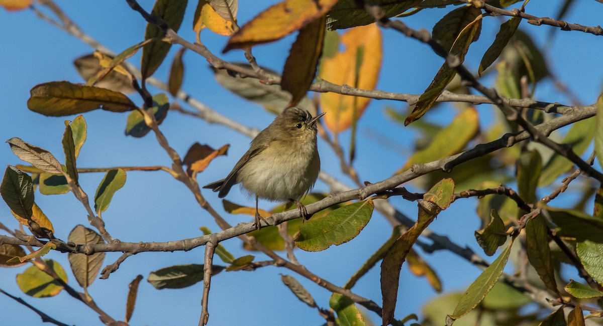 Common Chiffchaff - ML396228801