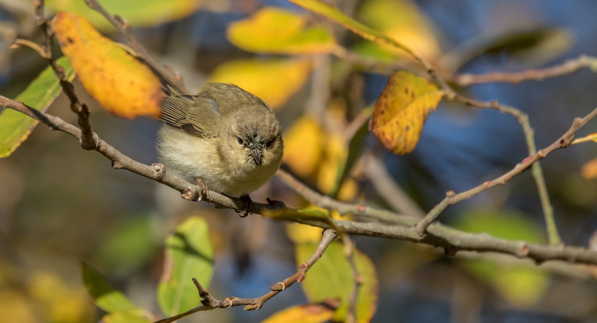 Common Chiffchaff - ML396228821