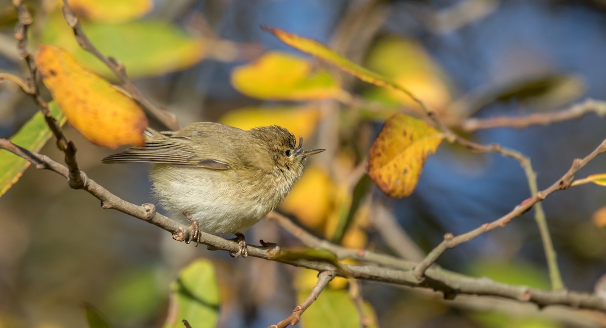 Mosquitero Común - ML396228861