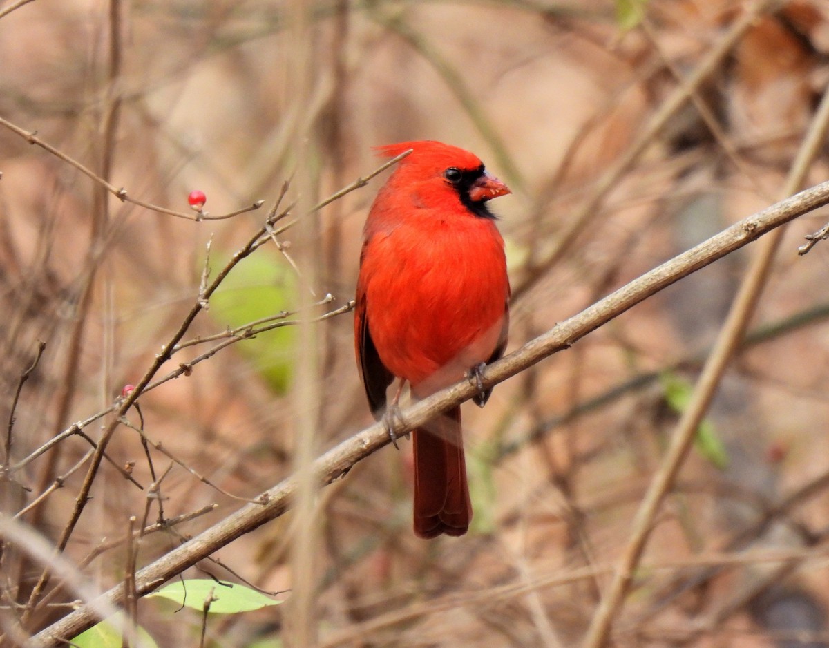 Northern Cardinal - ML396228981