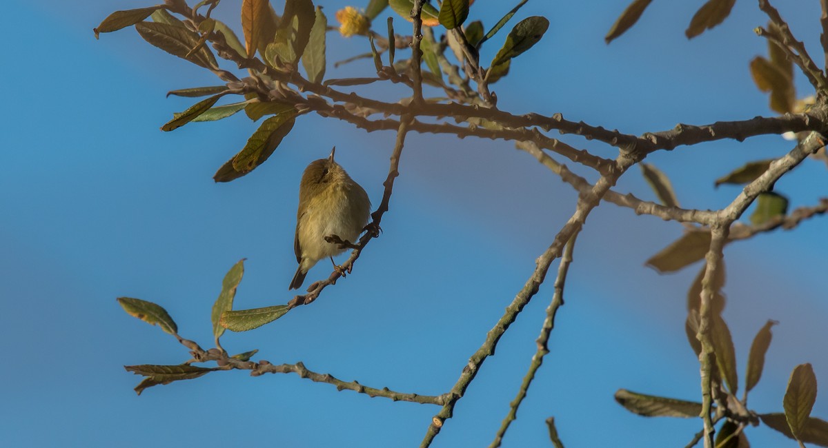 Common Chiffchaff - ML396229451