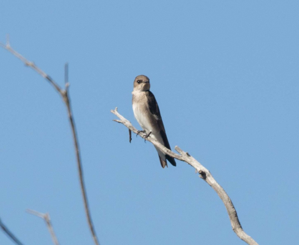 Northern Rough-winged Swallow - ML39622991