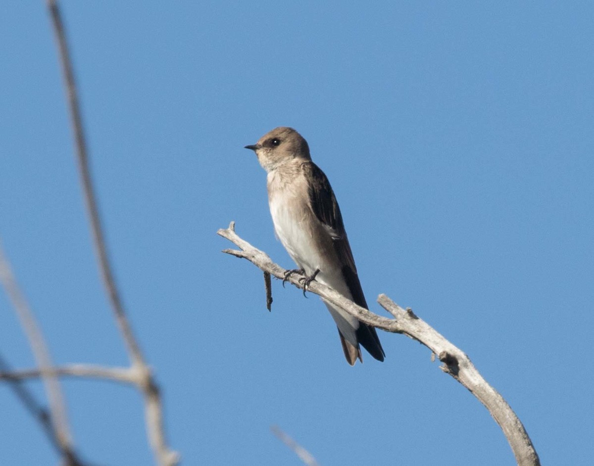 Northern Rough-winged Swallow - ML39623001