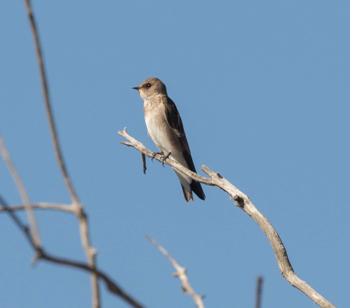 Northern Rough-winged Swallow - ML39623011