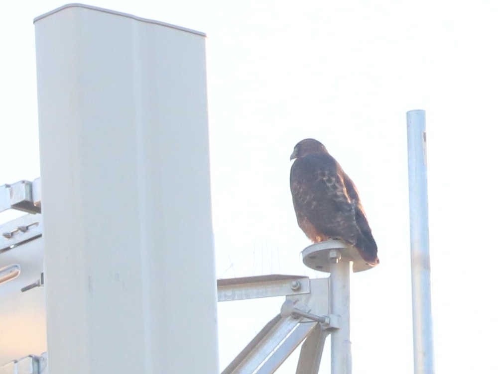 Red-tailed Hawk - ML396230131