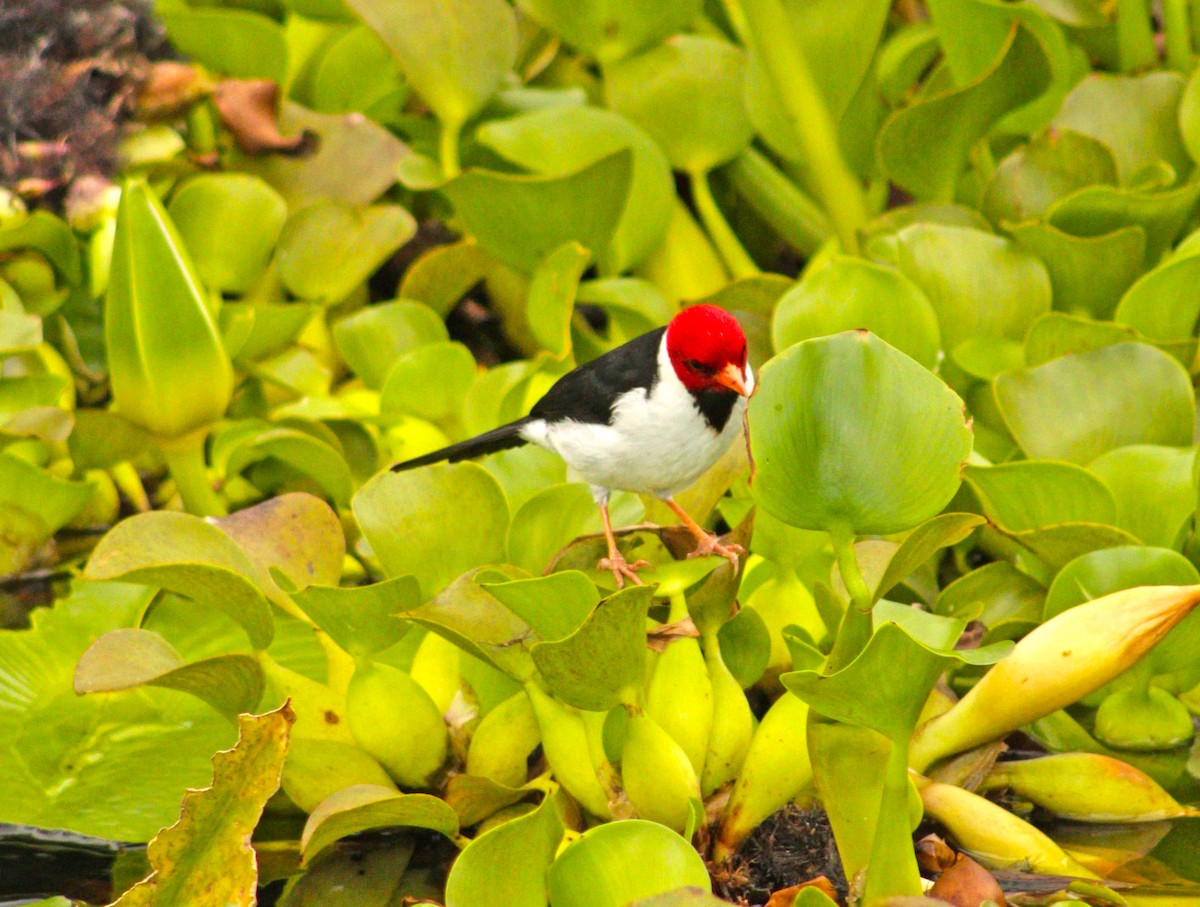 Yellow-billed Cardinal - Manna Parseyan