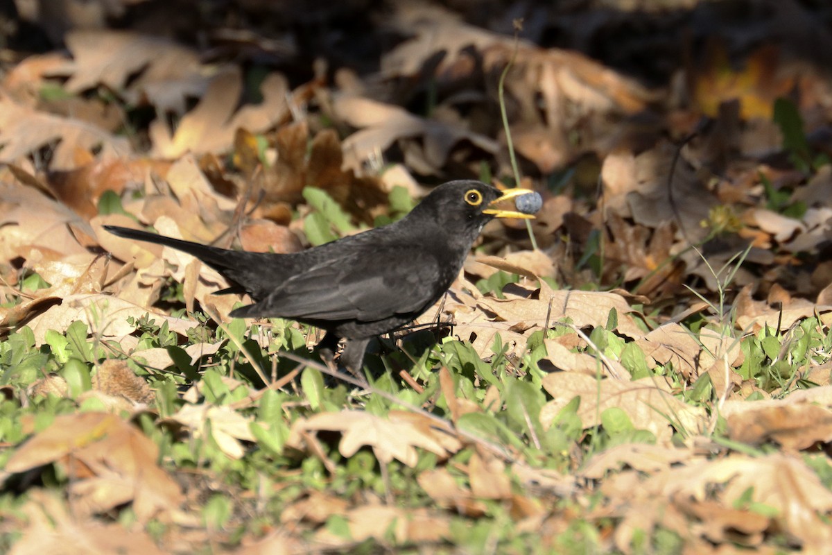 Eurasian Blackbird - Francisco Barroqueiro