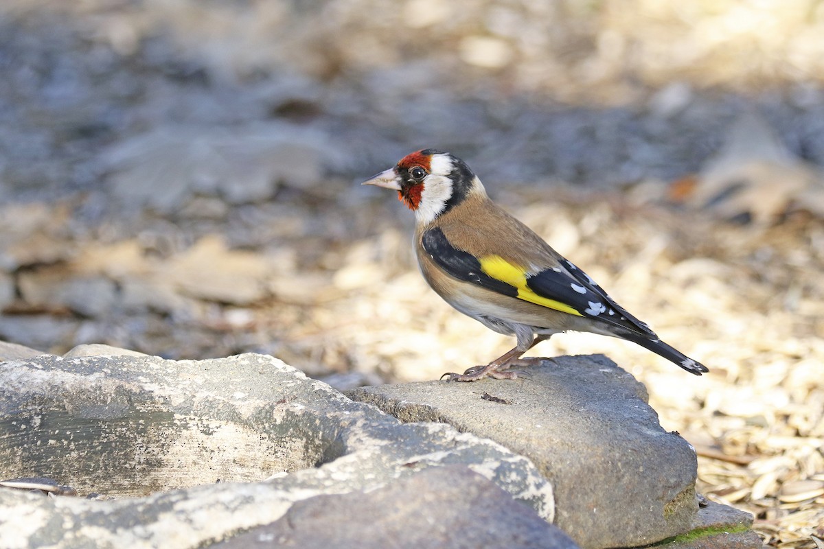 European Goldfinch - Francisco Barroqueiro