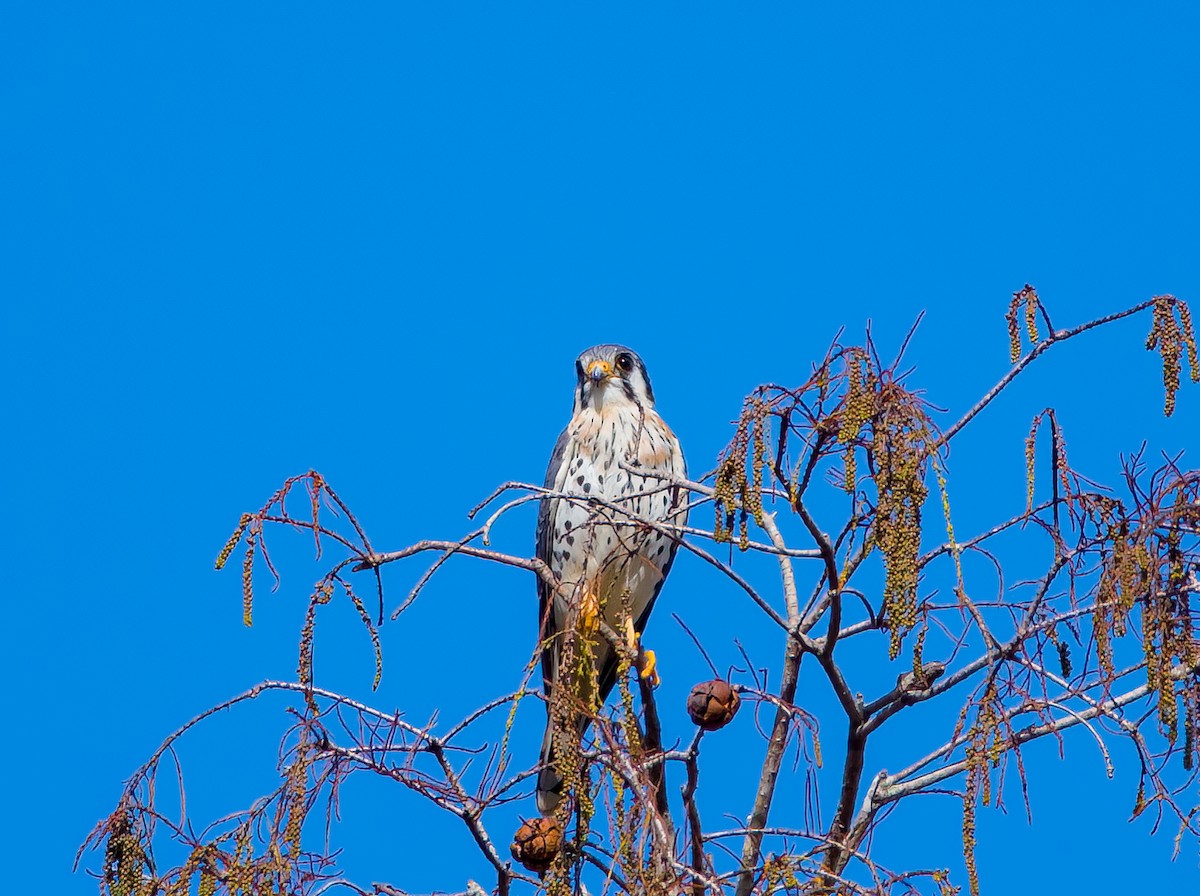 アメリカチョウゲンボウ - ML396236031