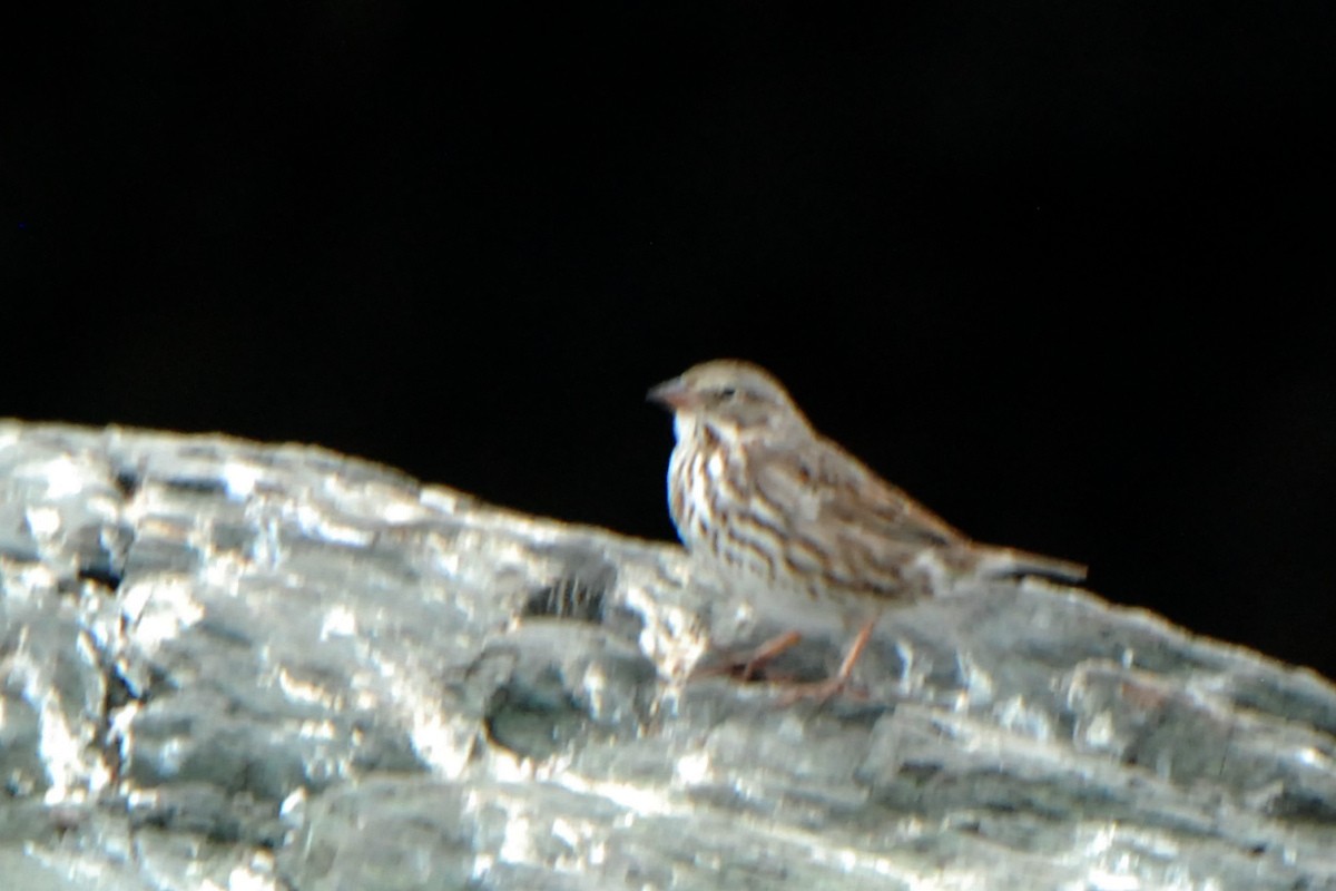 Savannah Sparrow - steve b