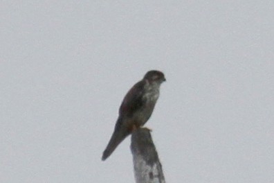 Prairie Falcon - steve b
