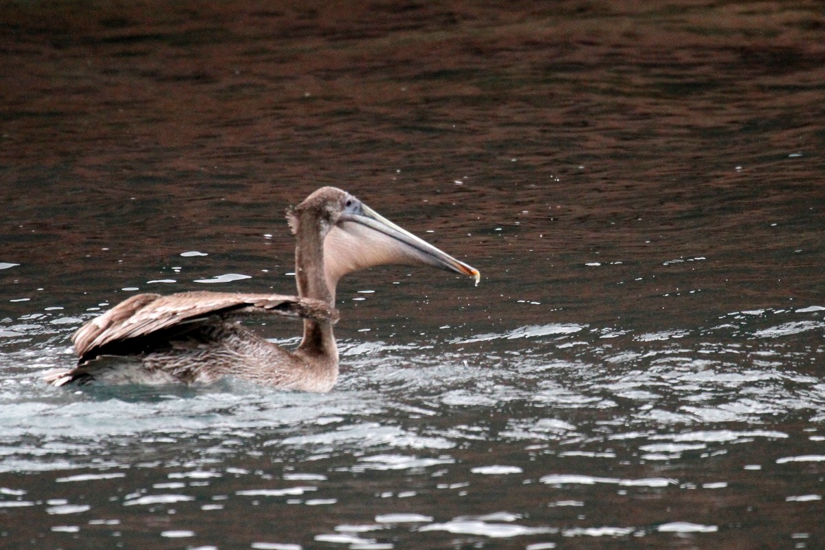 Brown Pelican - ML396236301