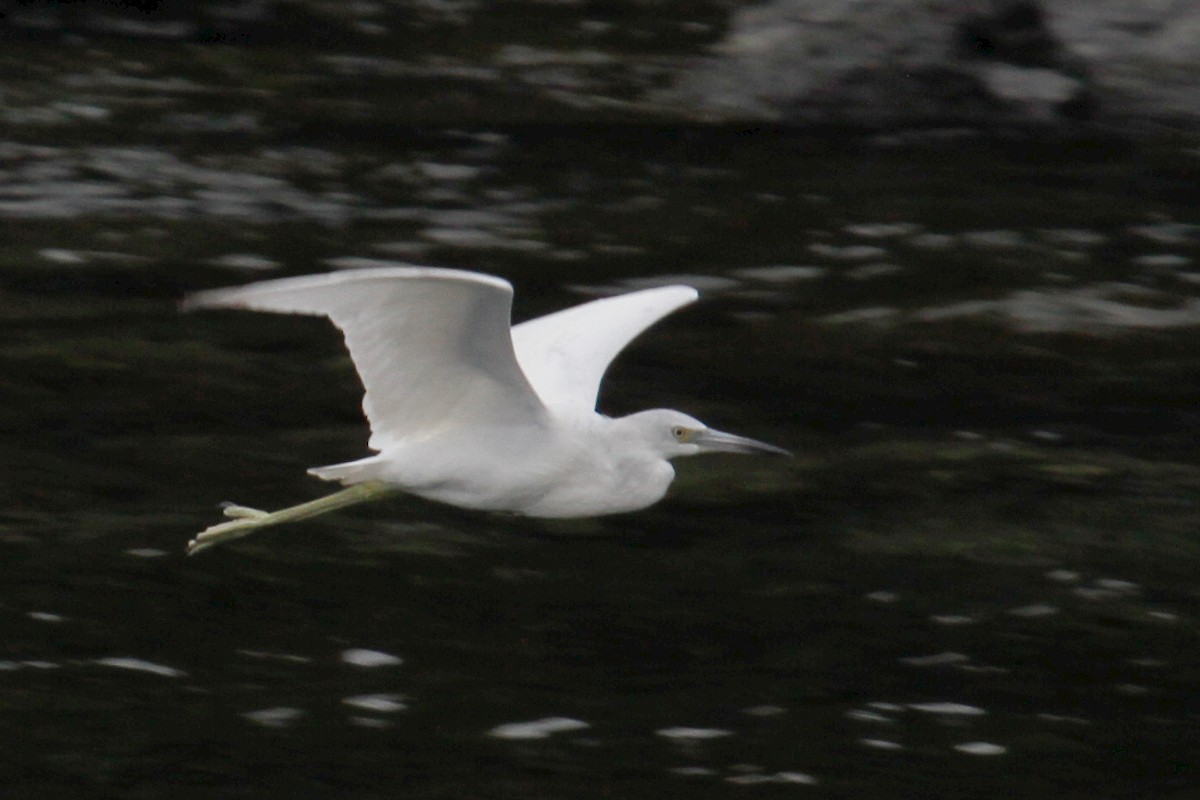 Little Blue Heron - ML396236371