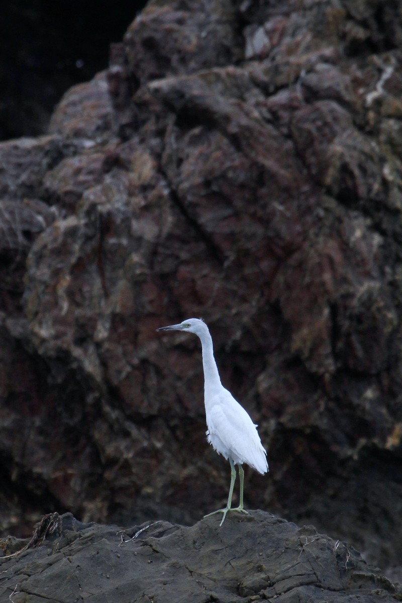 Little Blue Heron - ML396236381