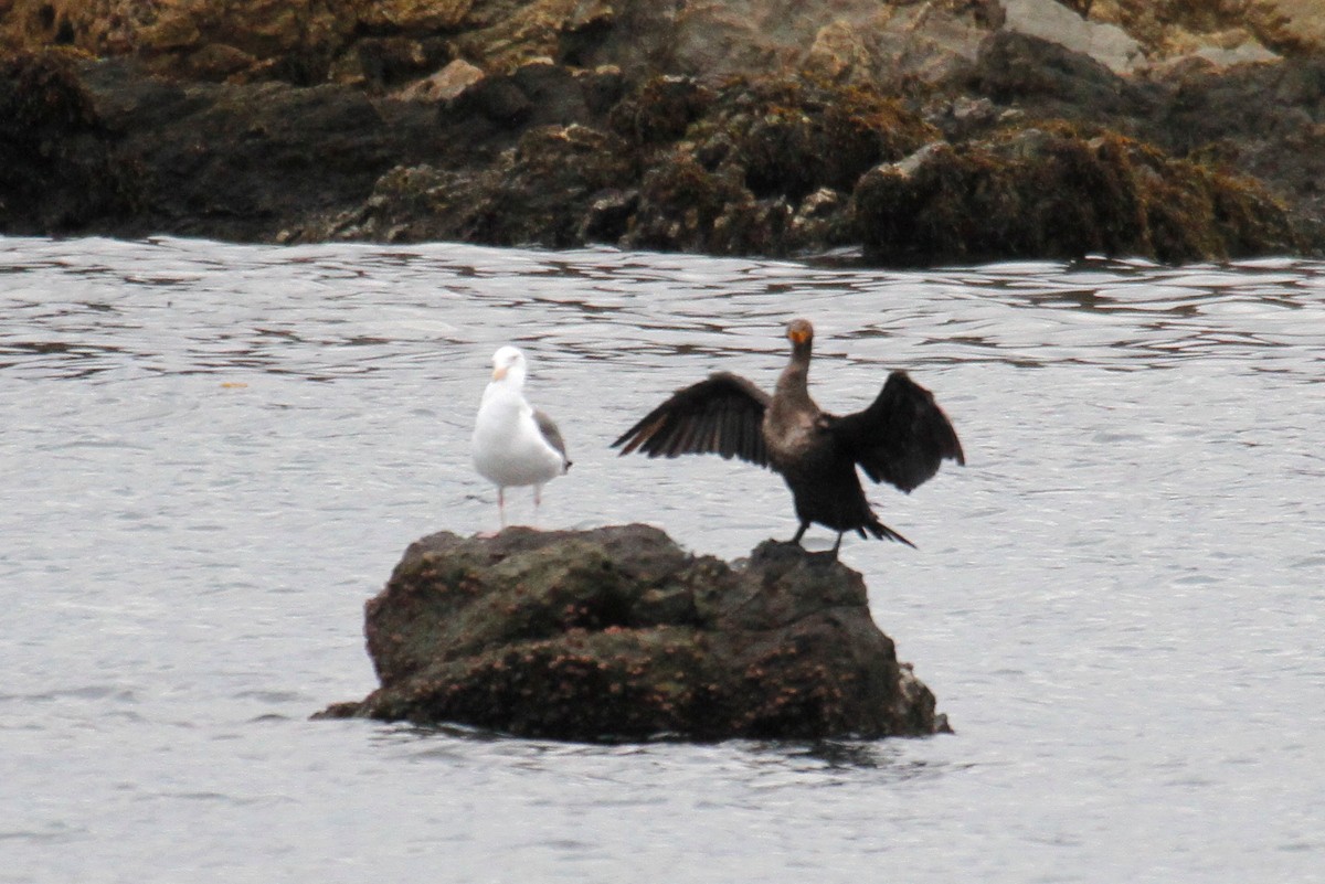 Double-crested Cormorant - steve b