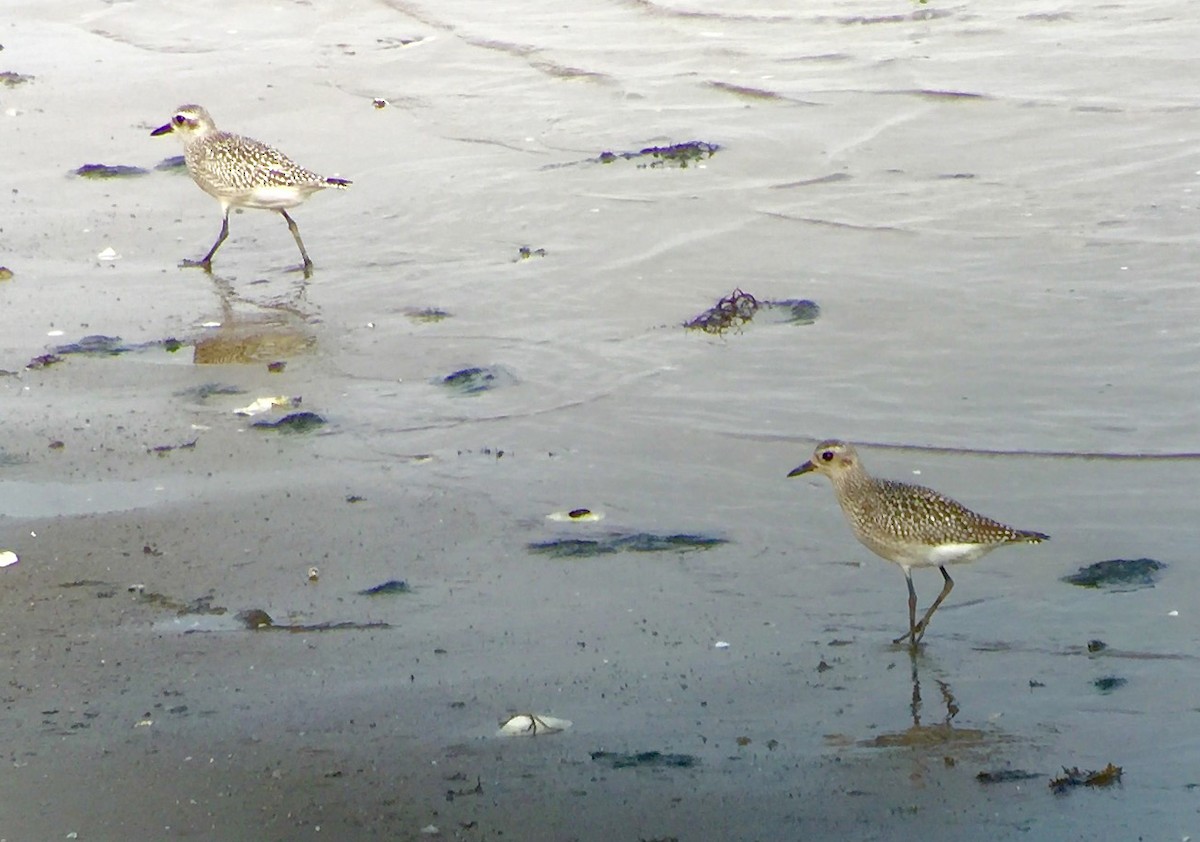 Black-bellied Plover - ML39623731