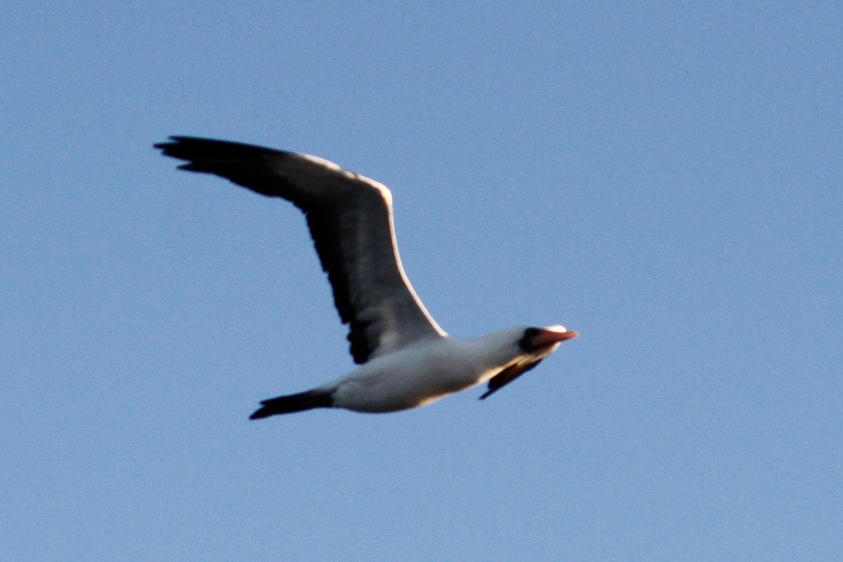 Nazca Booby - ML396237861