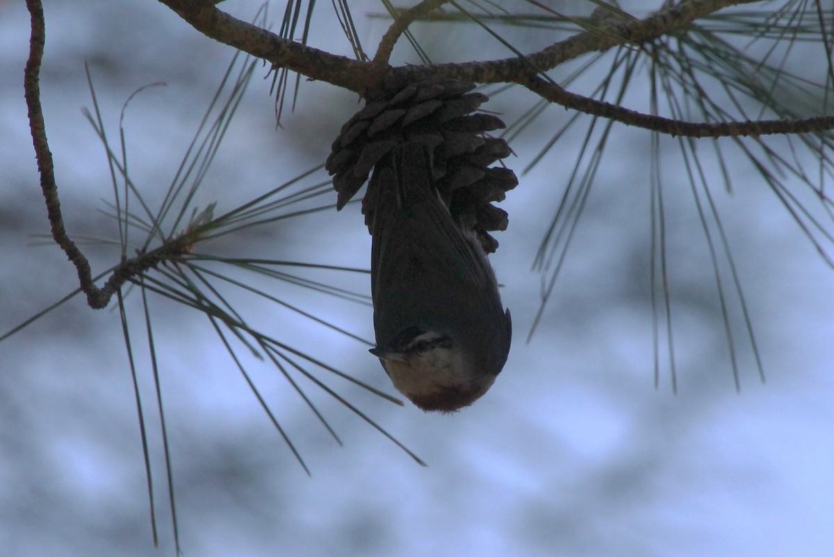 Krüper's Nuthatch - Paul Chapman