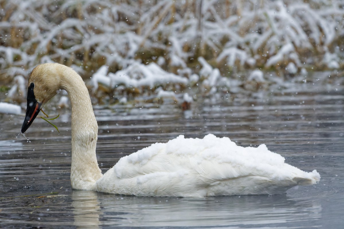 Trumpeter Swan - Daniel Eslake