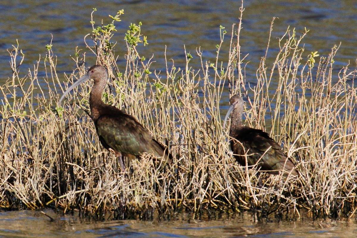 White-faced Ibis - steve b