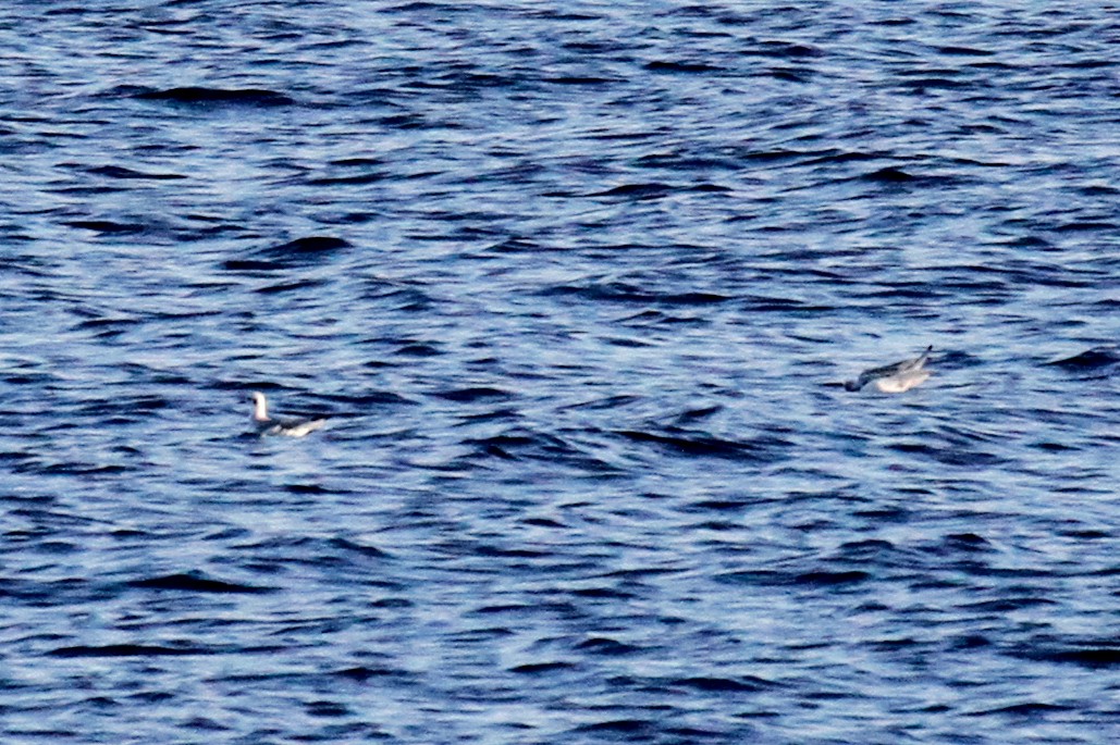 Bonaparte's Gull - ML396240161