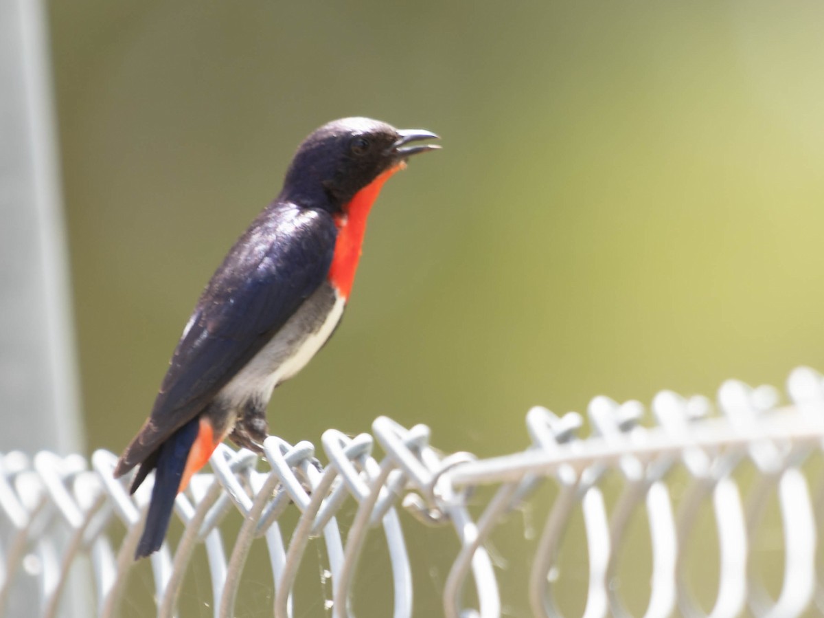 Mistletoebird - ML396241311